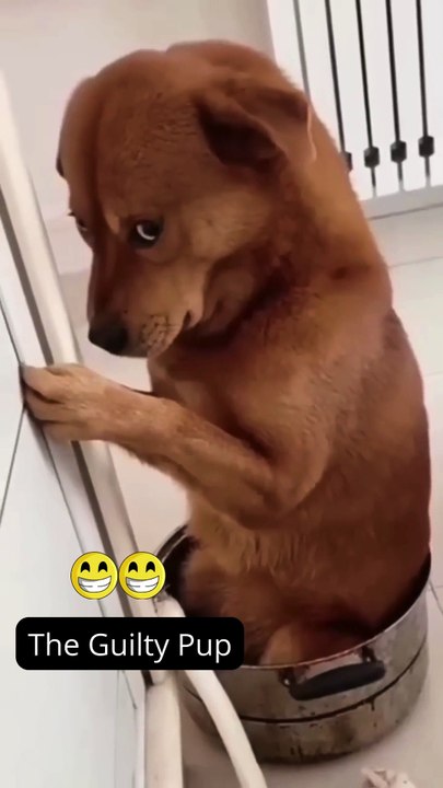 The Guilty Pup