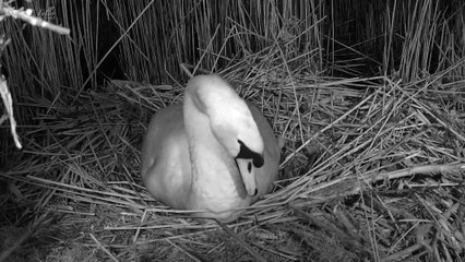 The sounds a mute swan makes when laying an egg. Credit_ Robert E Fuller
