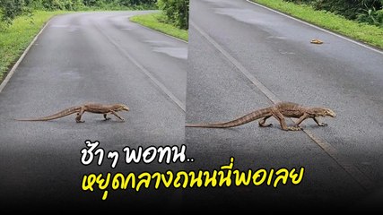 เอ๊ะ..หรือจะเป็นสลอธปลอมตัวมา ช้า ๆ พอทน หยุดกลางถนนพอเลย !