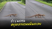 เอ๊ะ..หรือจะเป็นสลอธปลอมตัวมา ช้า ๆ พอทน หยุดกลางถนนพอเลย !