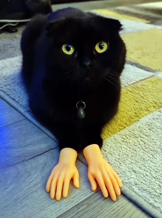 Cat wearing a toy hand