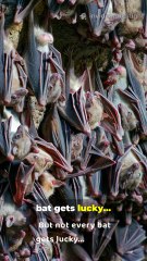 Why Vampire Bats Share Blood – Nature’s Strangest Lifesavers 🦇
