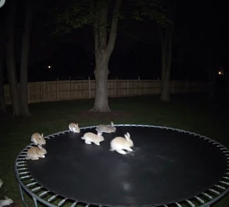 Just checked the home security cam and… I think we’ve got guest performers out back! @Ring  #bunny  #ringdoorbell  #ring  #bunnies  #trampoline