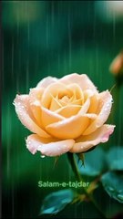 Surah Alam Nashrah | دل کو سکون دینے والی سورت | Heart Touching Recitation