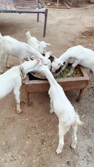 Pets Life #petslife #Viral #Funny #beauty