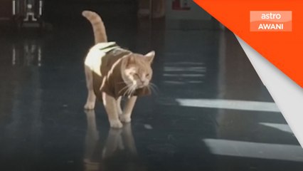 Si comel 'Naruto' jadi maskot balai polis di Chile