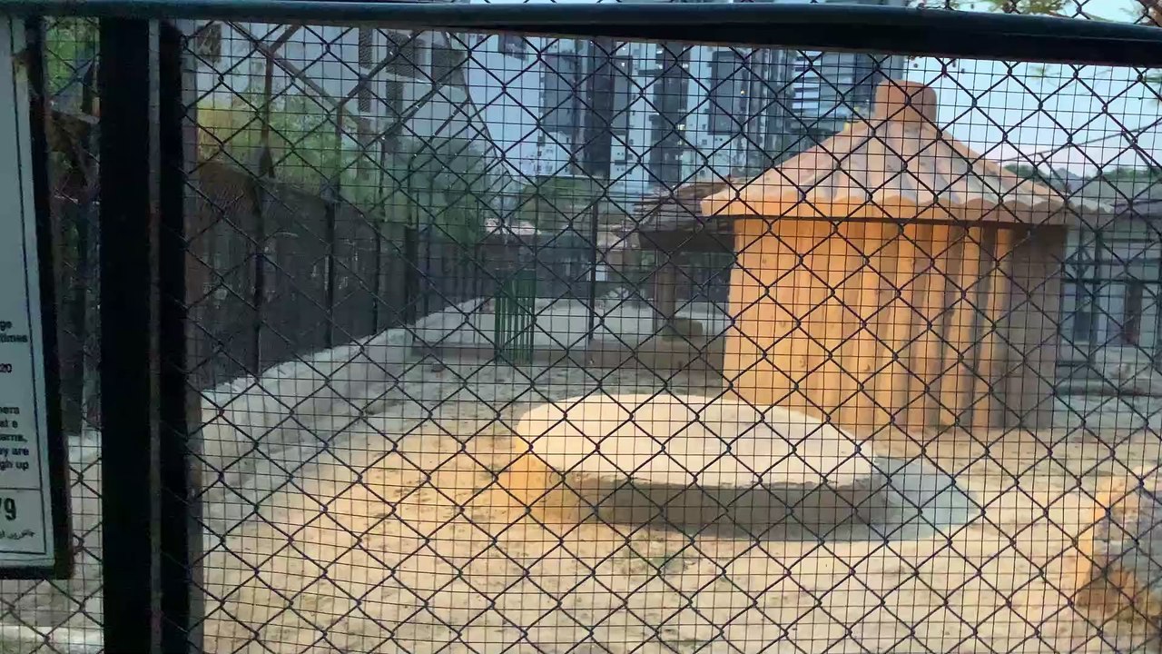 In a Zoo