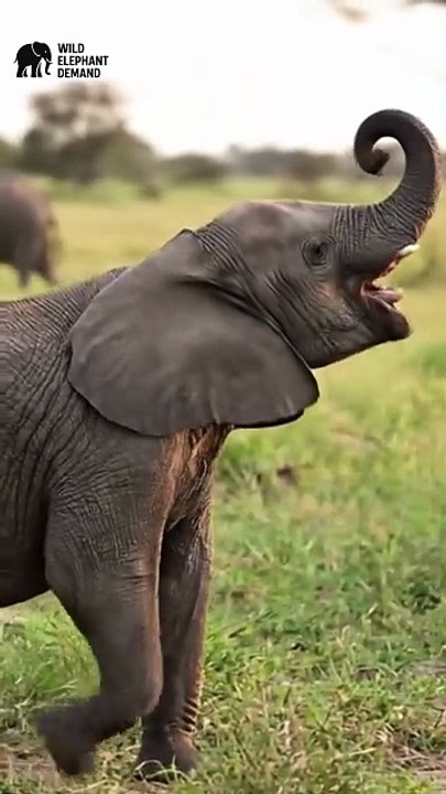 #wildelephantdemand 1/17