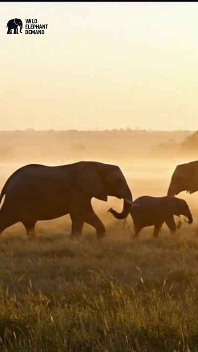 #wildelephantdemand 1/21