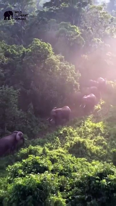 #wildelephantdemand 1/27