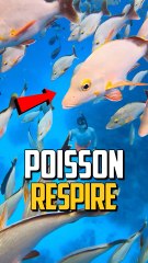 COMMENT LES POISSONS RESPIRENT SOUS L’EAU