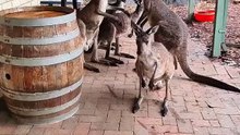 Kangaroo diaries only in Australia 🇦🇺