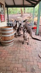 Kangaroo diaries only in Australia 🇦🇺