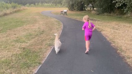 Little girl bends to find a cat under a bench and gets scared