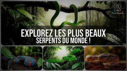 Explorez les 10 plus beaux serpents du monde !