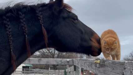 Horse refuses to let a cat walk down the fence and keeps nudging it