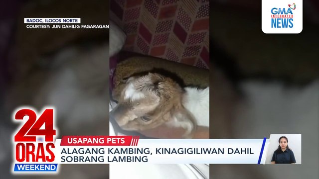 Alagang kambing, kinagigiliwan dahil sobrang lambing | 24 Oras Weekend