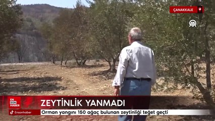 Çanakkale'de orman yangını 150 ağaç bulunan zeytinliği teğet geçti