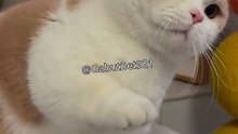 Funny cat