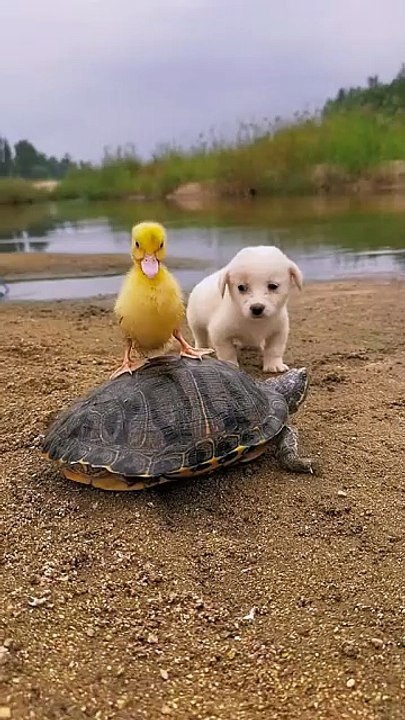 Animals Chikdogecocka