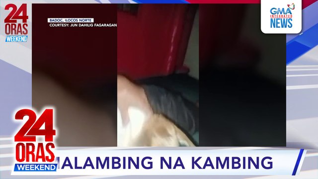 Alagang kambing, kinagigiliwan dahil sobrang lambing #shorts | 24 Oras Weekend