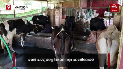 പയ്യന്നൂരിൽ നിന്നൊരു ക്ഷീര കർഷക, ജീവിതത്തിൻ്റെ ഓരോ നിമിഷവും പശുക്കൾക്കൊപ്പം പങ്കിടുകയാണ് സരോജിനി; അറിയാം വിജയകഥ