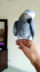 Hand tamed African grey parrot_Flight training_