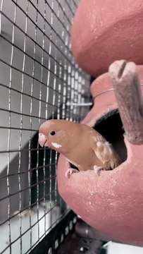 Budgies colour 😍 #budgies #bird #parrot #lovebird #birds #finches #viral #shorts #trending