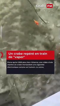 Un crabe repéré en train de 