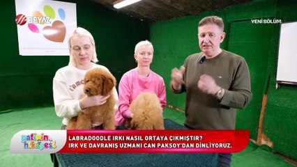 Patinin Hikayesi 23 Ağustos 2025