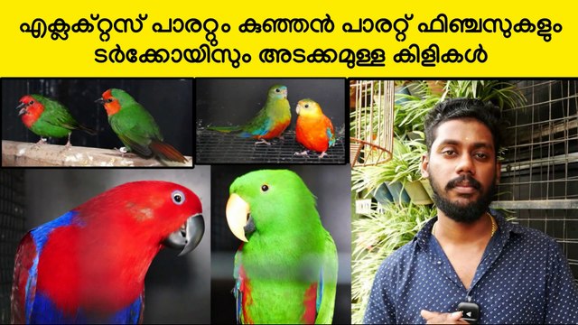 എക്ലക്റ്റസ് പാരറ്റും ടർകൊയിസ് പാരറ്റും അടക്കമുള്ള കിളികൾ | Eclectus Parrot | Tur ഈ ഷോപ്പിന്റെ അഡ്രസ്സ് മിക്കി പെറ്റ്സ് ബി‌ജെ‌പി ജില്ലാ ഓഫീസിന് സമീപം,പത്തനംതിട്ട.ഫോണ്‍ നമ്പര്‍ - 80896 90746/98463 90746/ 0468 2964521Mickey Pets & Aquarium,Pathanamthitta