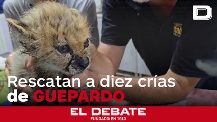Una ONG salva a diez crías de guepardo del tráfico ilegal de animales