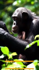 Chimpanzee – The Intelligent Ape of Africa