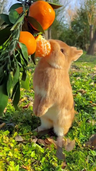 rabit and  orange