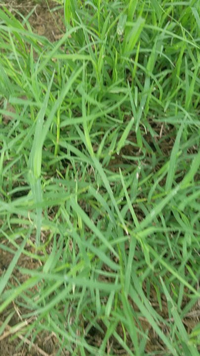 After rain
