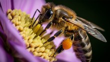 El superalimento que podría salvar a las abejas del colapso global.