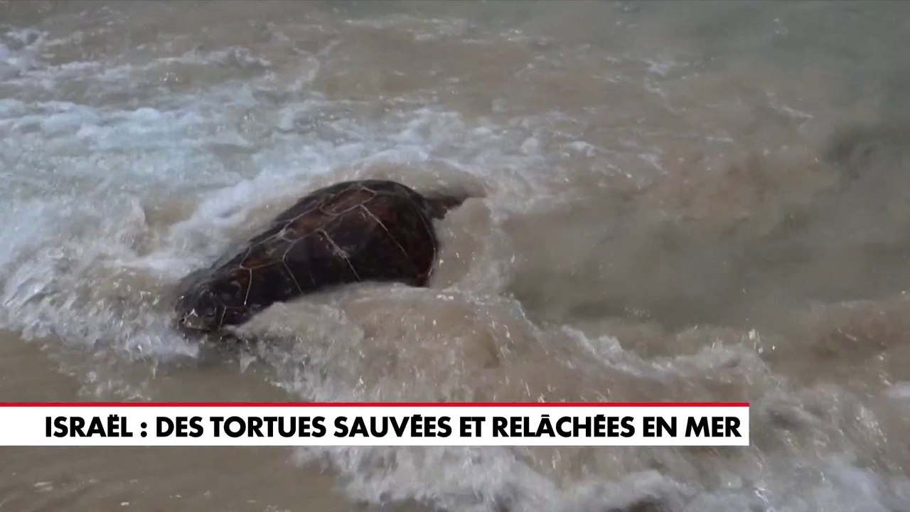 Israël : des tortues sauvées et relâchées en mer