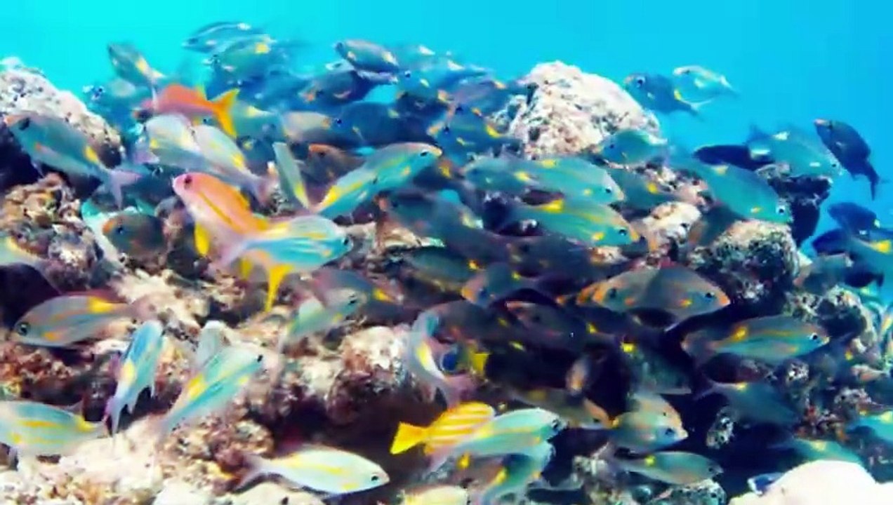 OCEAN'S PARADISE