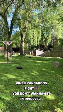 When kangaroos fight only in Australia 🇦🇺