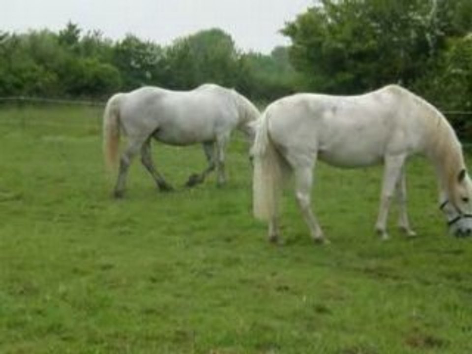 Bagarre avec Chipaz et Honey