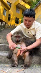Her eyes are always so focused #monkey #monkey #xingxing #cute #lovely