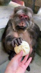 Have a steamed bun.😁 #monkey #monkey #xingxing #cute #lovely