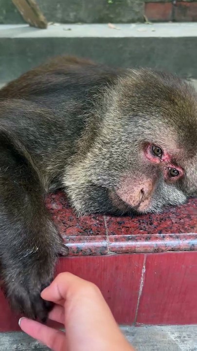 Hellow,xingxing #monkey #monkey #xingxing #cute #lovely