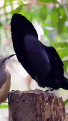 Dancing birds