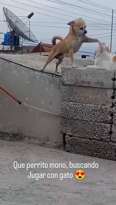 Firulais Sólo quiere jugar 🐕😺