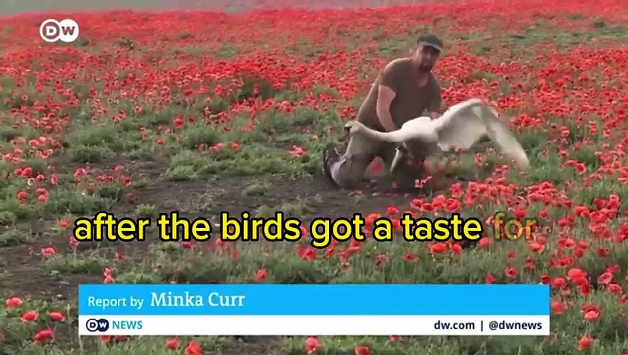 Swans in Slovakia Found Addicted to Poppy Plants_ Refuse to Leave Fields