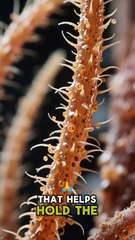 Yeti Crab – The Hairy Clawed Farmer of the Deep Sea 🦀🌊