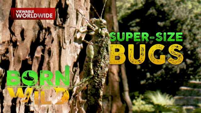 Mga dambuhalang kuliglig sa Kalinga, itinuturing na delicacy ng mga lokal! | Born to Be Wild