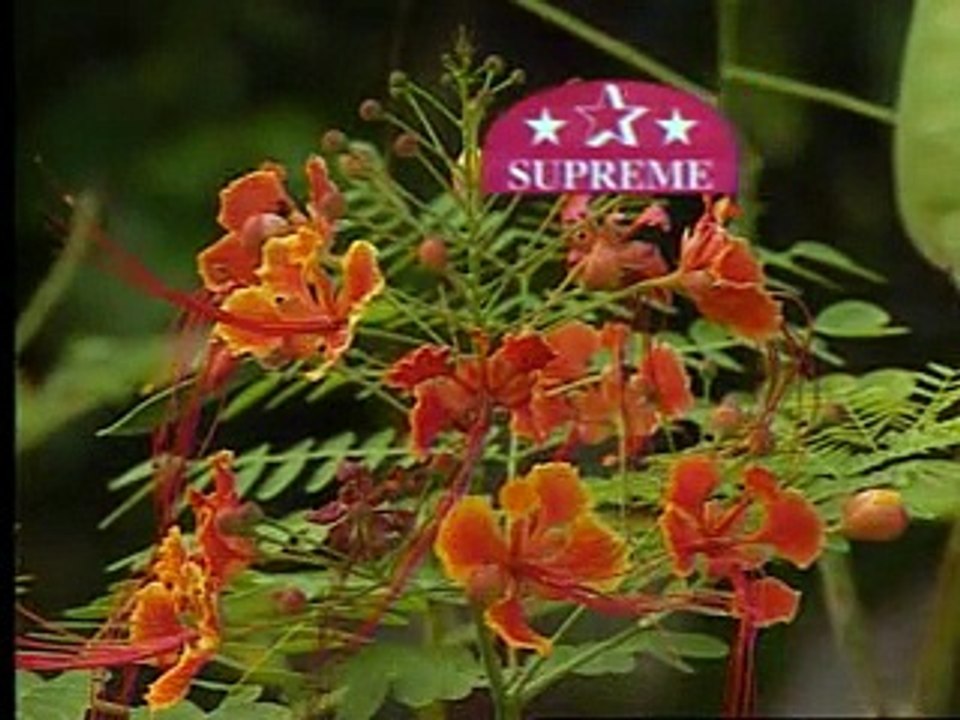 無悔無憾 （優必勝 Supreme Star）