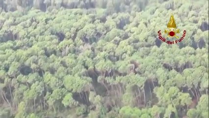 Nubifragio in Romagna, la strage di alberi dopo il temporale